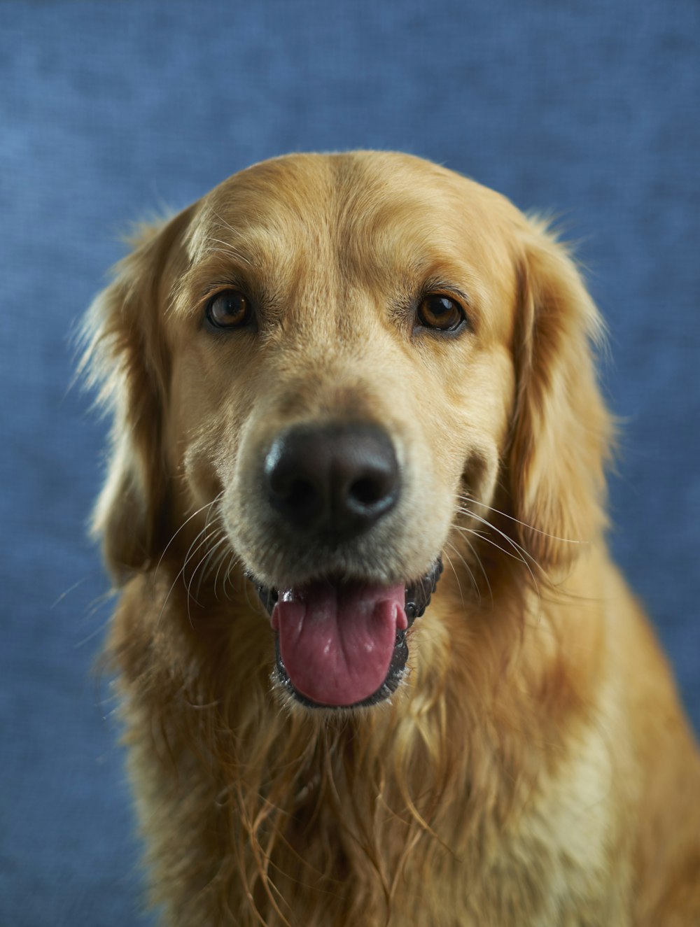 Perro activo corriendo — movilidad y recuperación