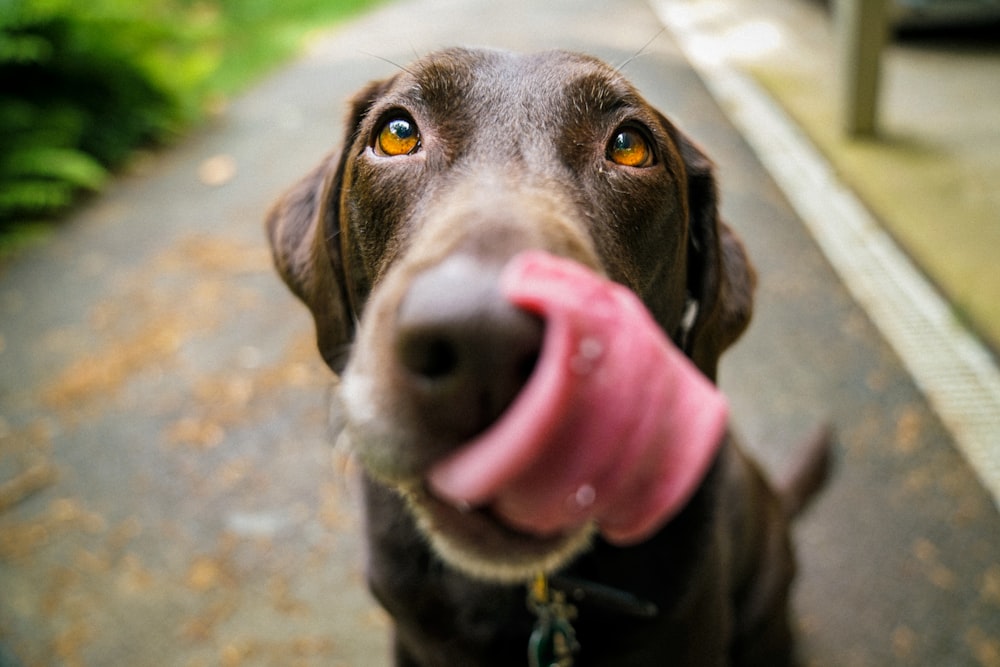 ¿Qué son los péptidos para perros? — PeptiPet MX