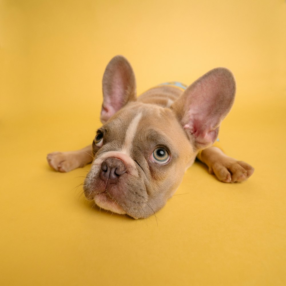 Perro con su cuidador — trazabilidad y confianza PeptiPet MX