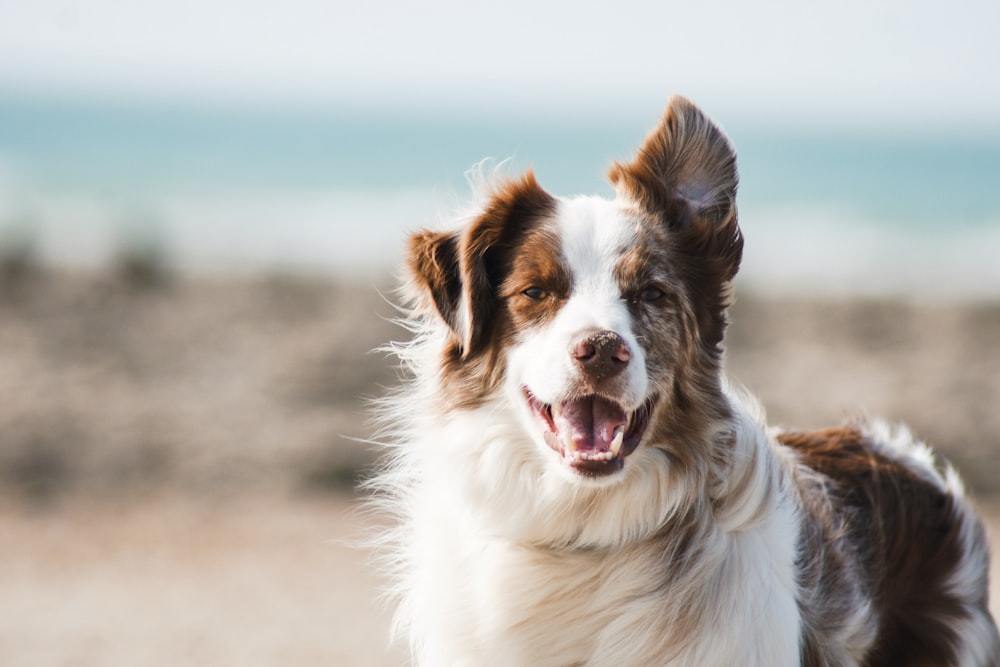 Péptidos para perros en Monterrey — PeptiPet MX
