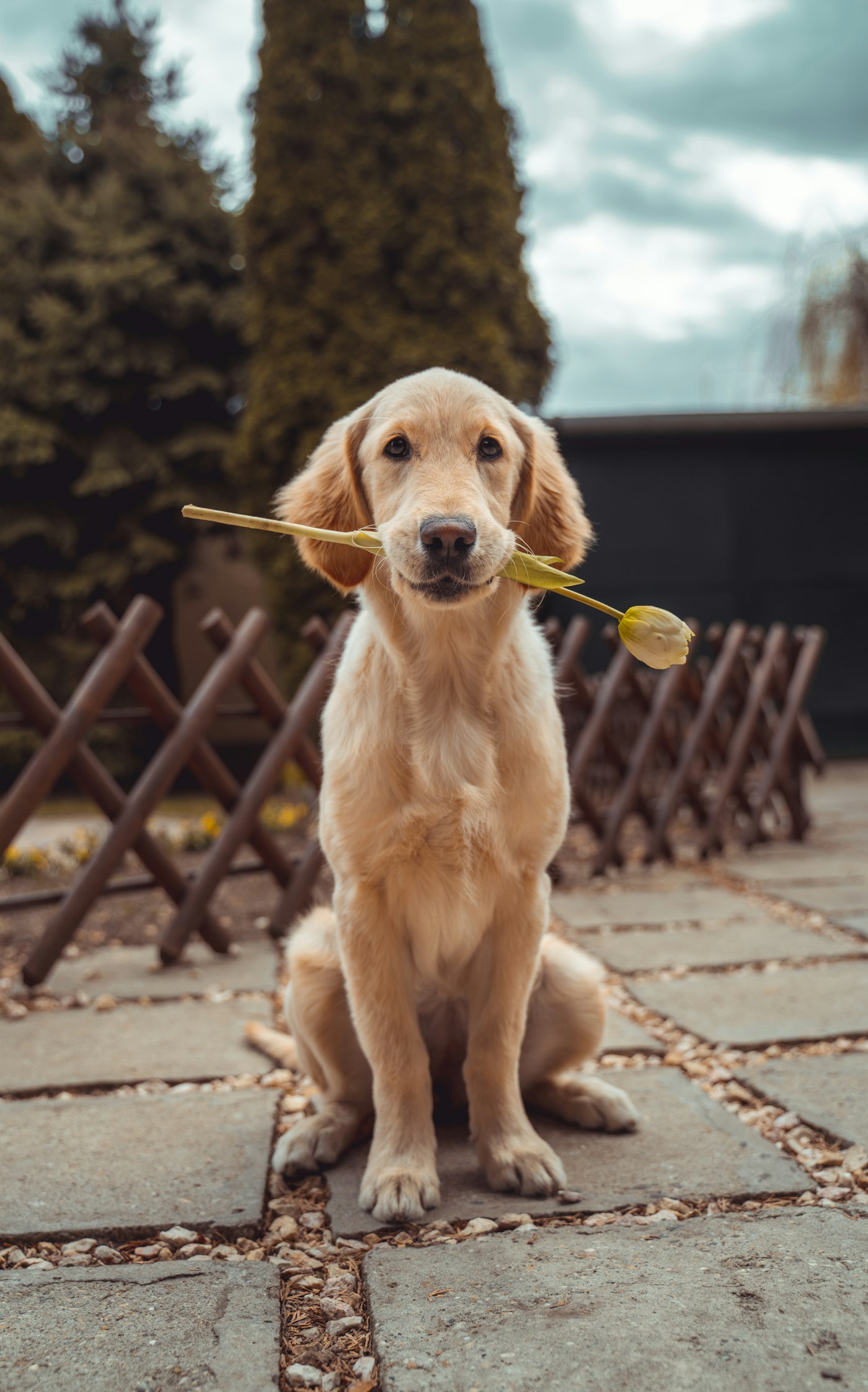 Perro sano y feliz al aire libre — salud canina PeptiPet MX