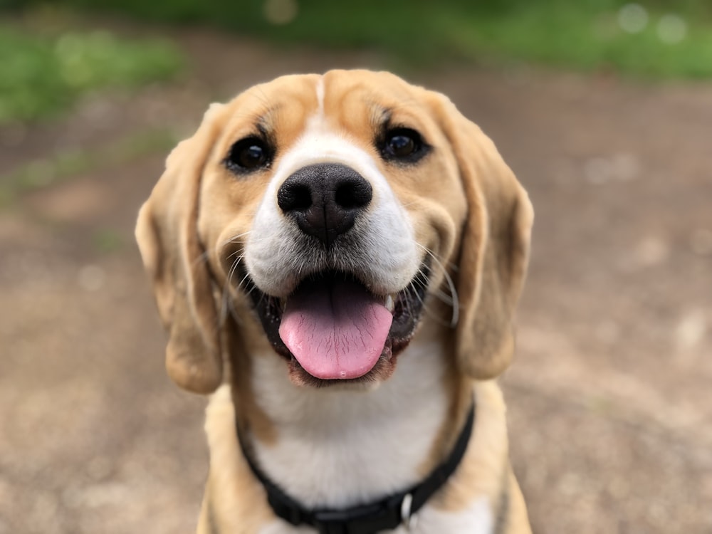 Retrato de perro sano — digestión e intestino
