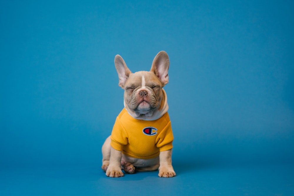 Péptidos para perro senior — PeptiPet MX
